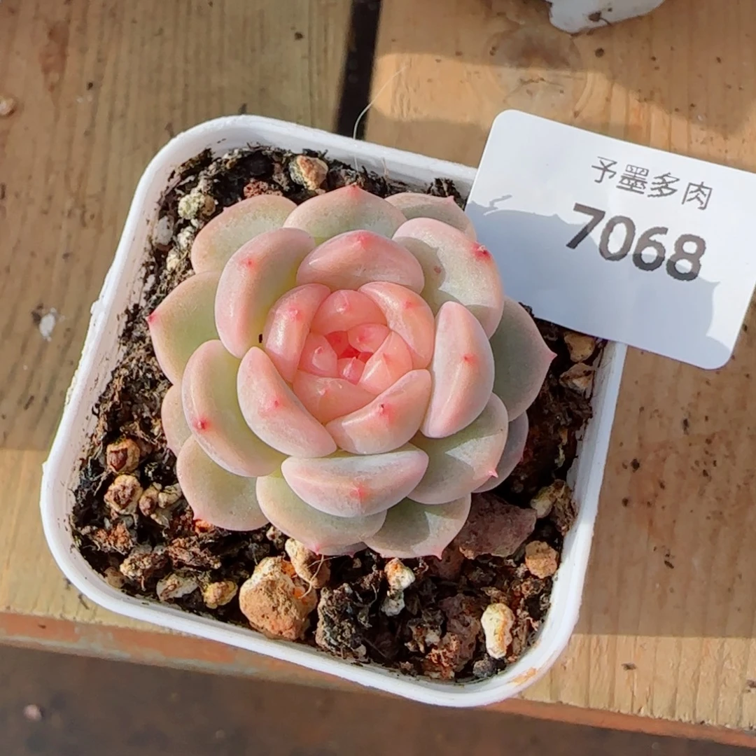 荔枝甜心，7068多肉植物