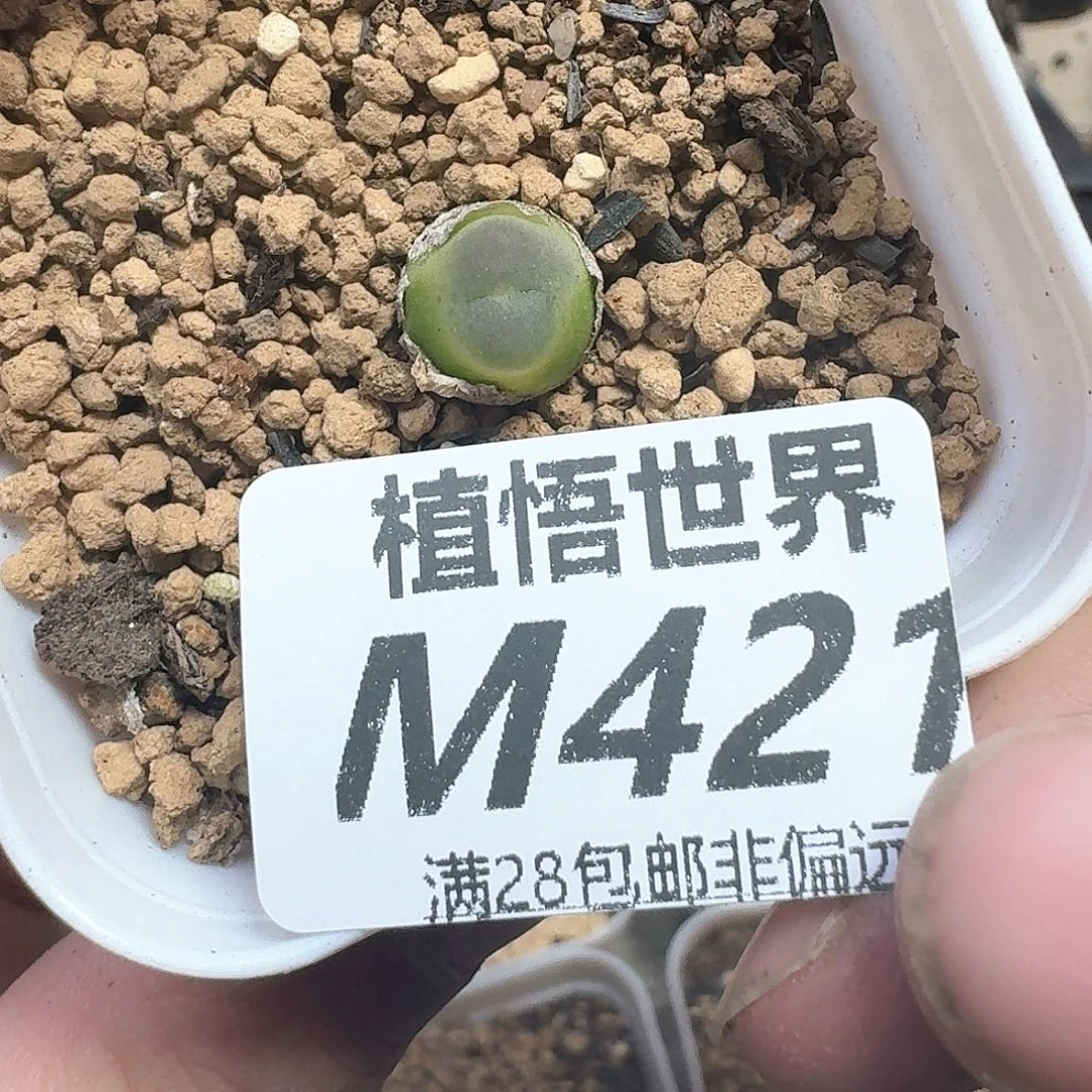 多肉植物多肉植物我