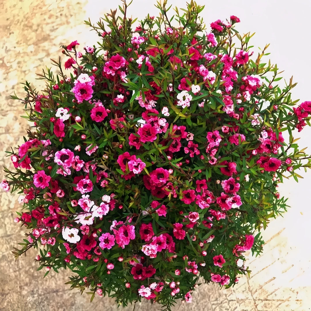 澳洲松红梅盆栽室内阳台花卉植物花期长耐寒耐热四季开花植物