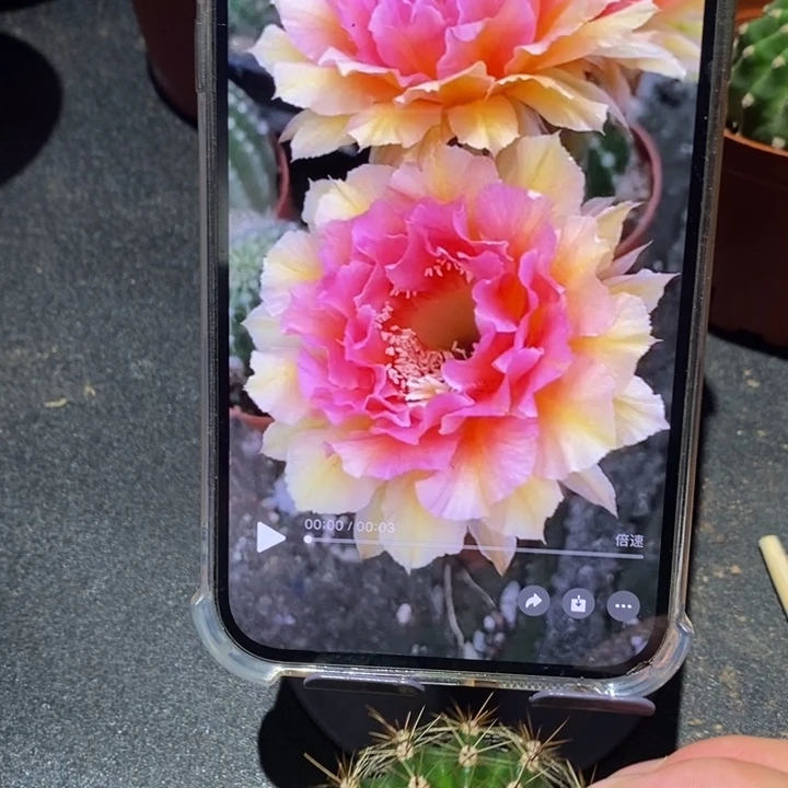 香香42号侧芽4.5公分左右