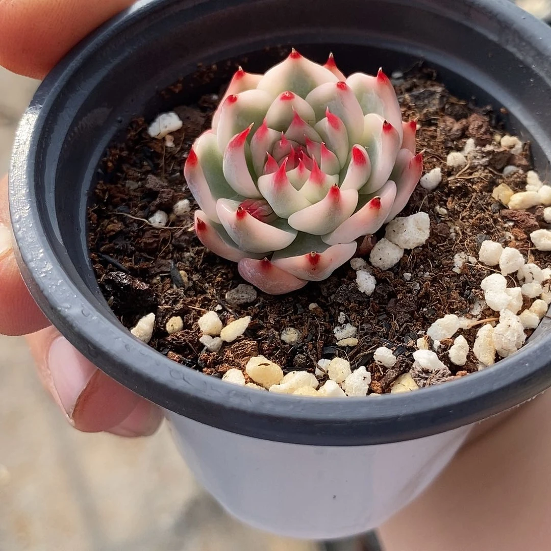 1077吉娃娃锦炸多肉植物