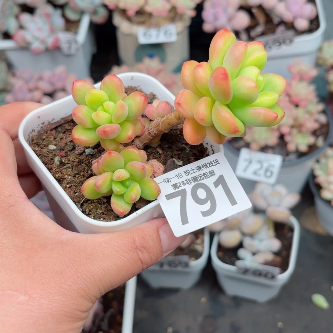 香格里拉无盆土发货