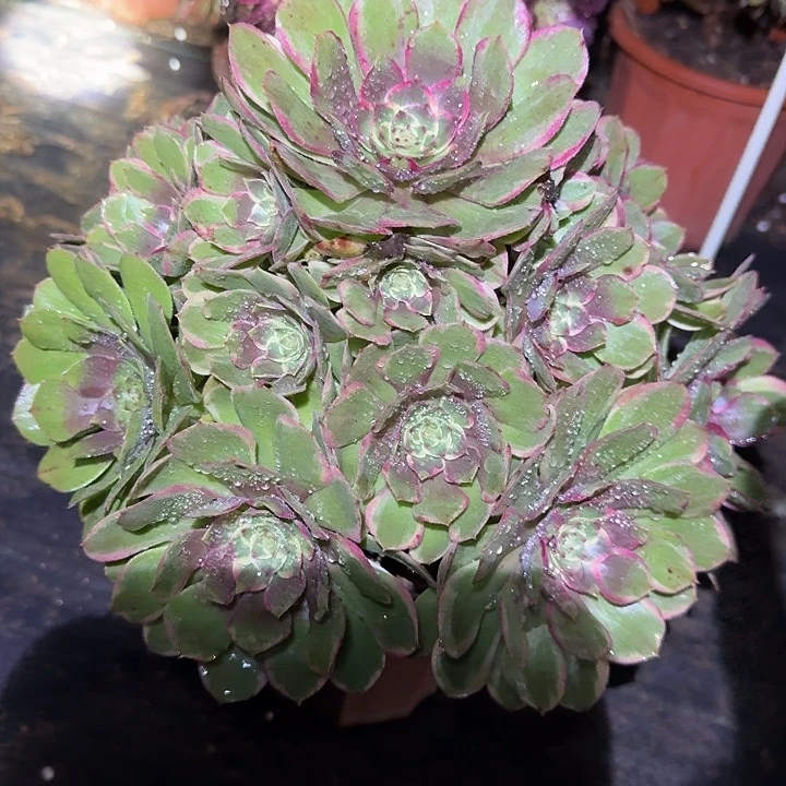 精品粉花妖捧花亏本福利30