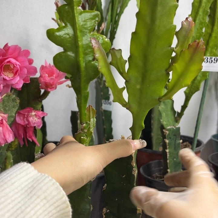 当前无花栽培后可以开花362
