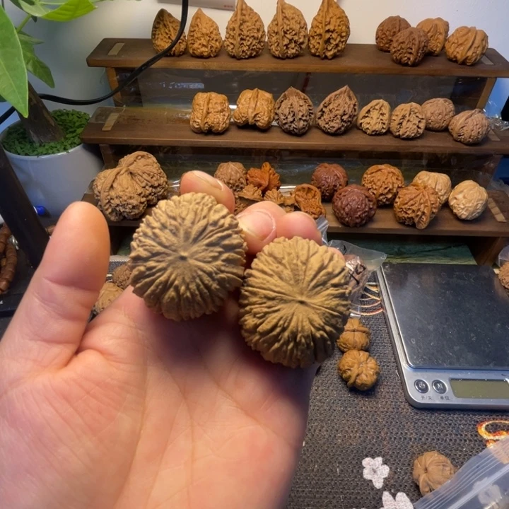 猴头全品39.35.32