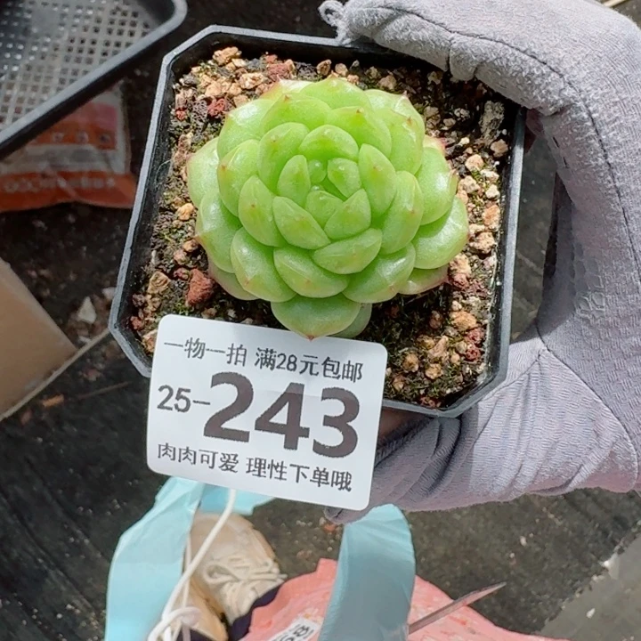寒***客灯泡珍妮无盆土发货多