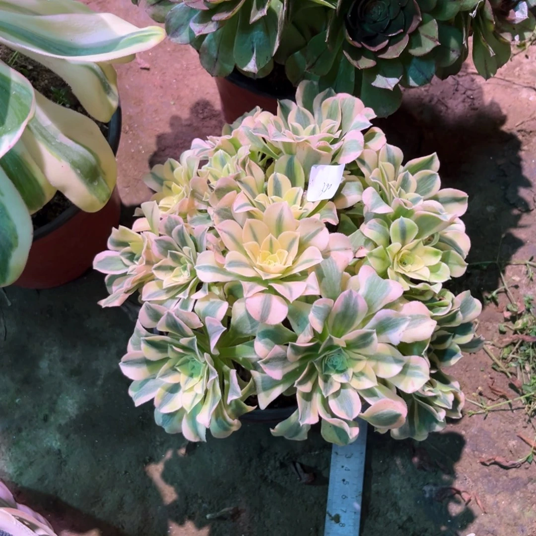 ❤️***多肉植物绿豆沙380