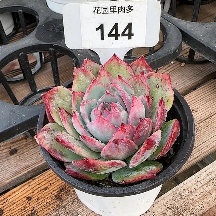 144 惊鸿仙子多肉植物6-9cm