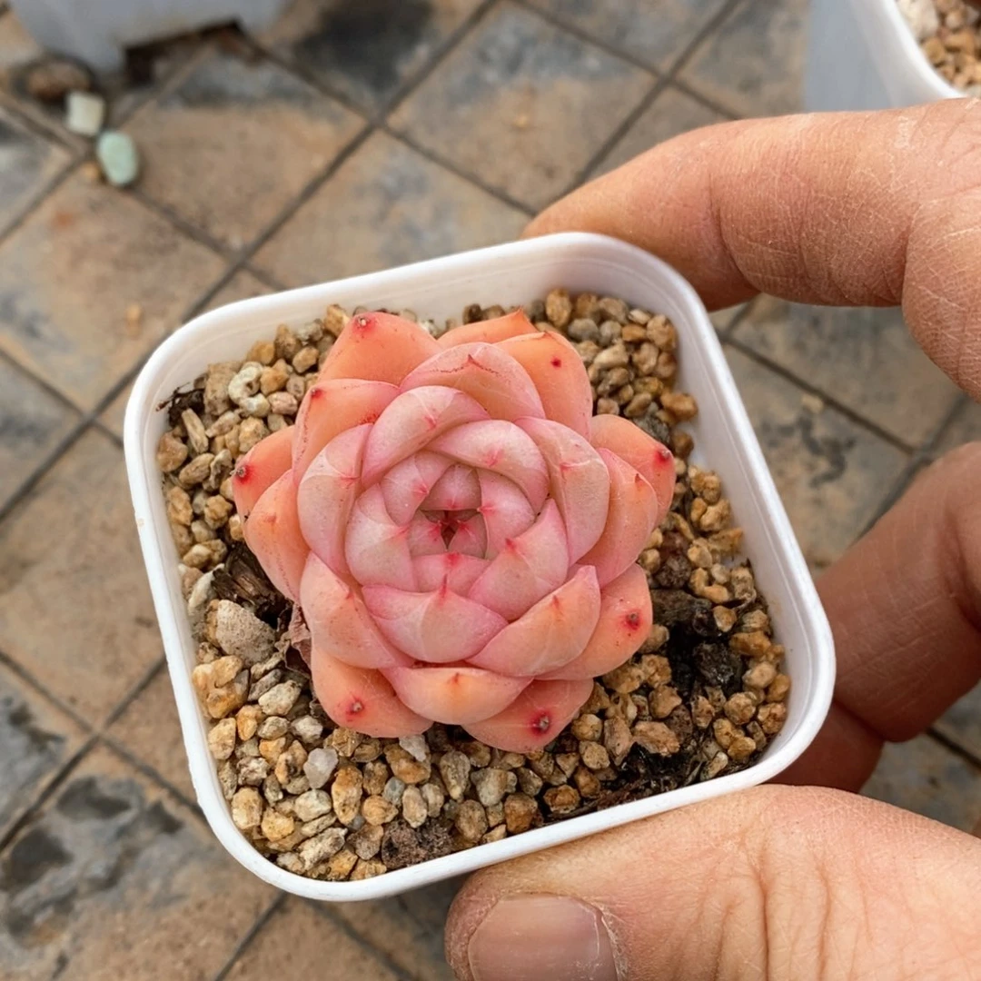 精品多肉一物一拍不包整299