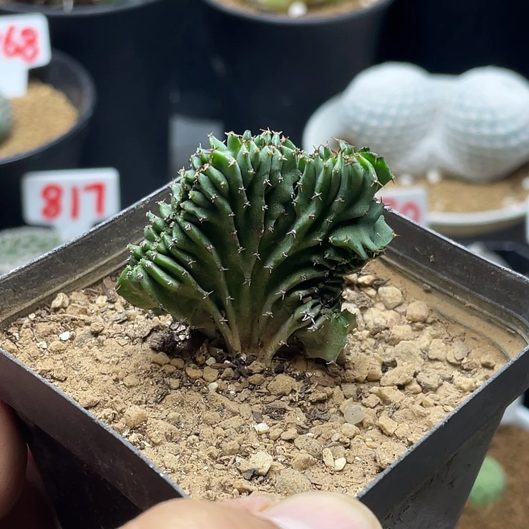 不知名缀化仙人球 脱土包邮