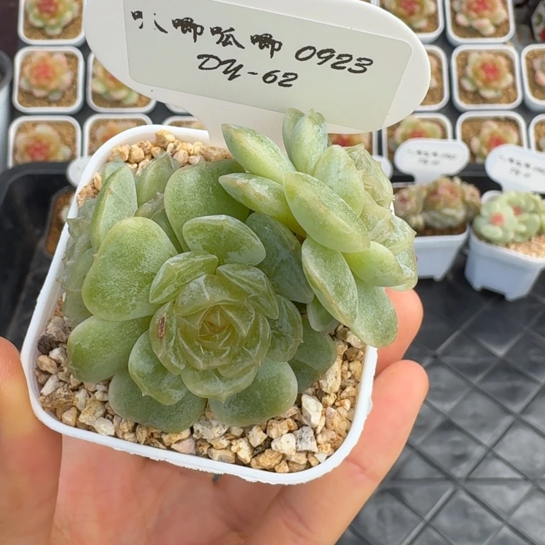 0922-62-冰碴儿彩恋三头