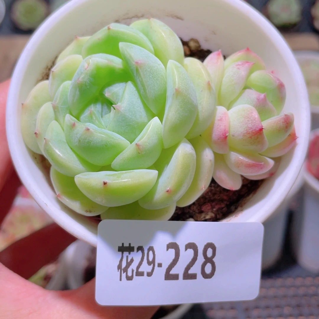 花利美29-228新品