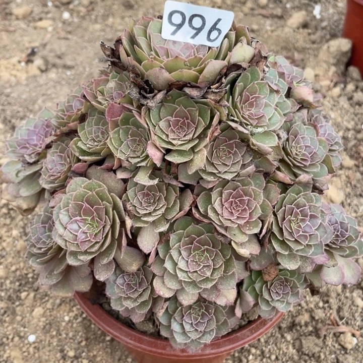 无花朵996多肉植物红魔