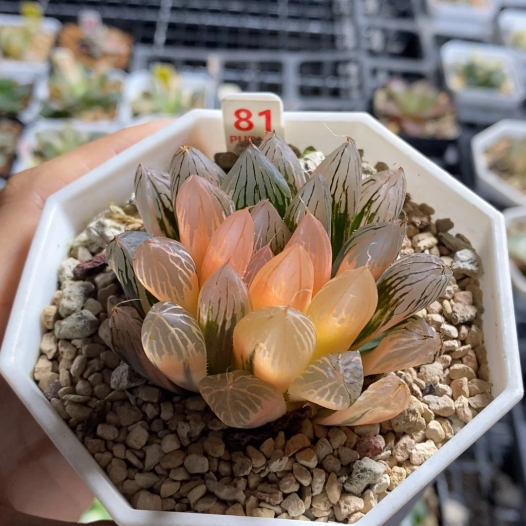 81号胭脂玉露锦多肉