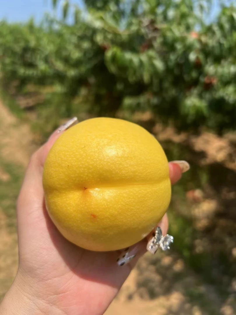 北戴河杏梅黄桃新鲜多汁甜脆现摘现发应季水果