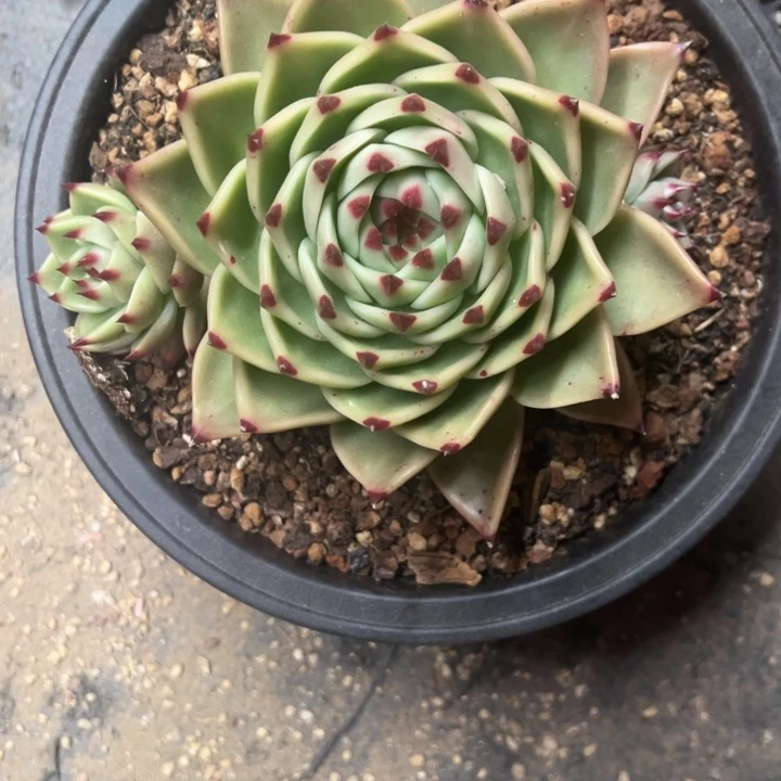 *****超级蓝龙 夏鸣园艺