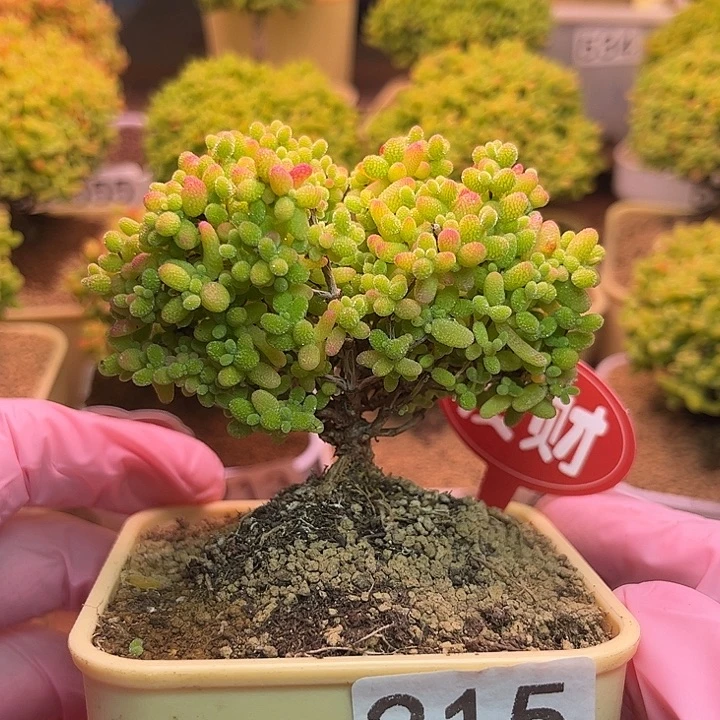 无花朵215蜜桔糖球