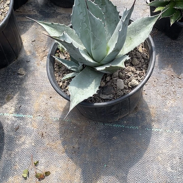ℒ****无花朵龙舌兰绿色植物