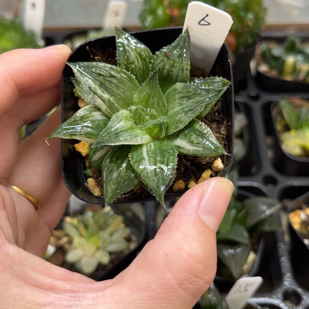 6实生寿锦一物一拍