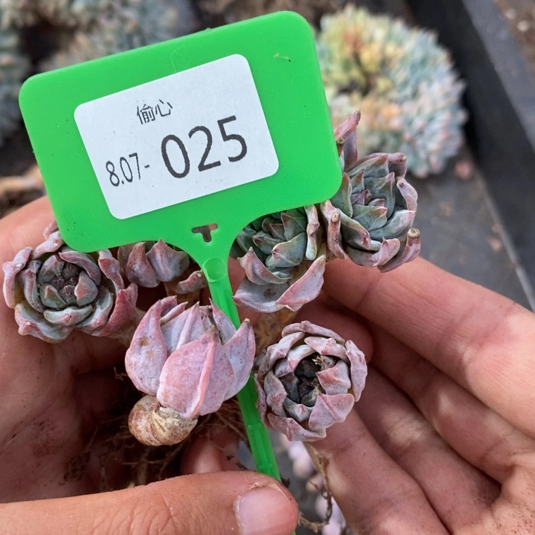 星***漠807025粉蓝鸟多头多肉