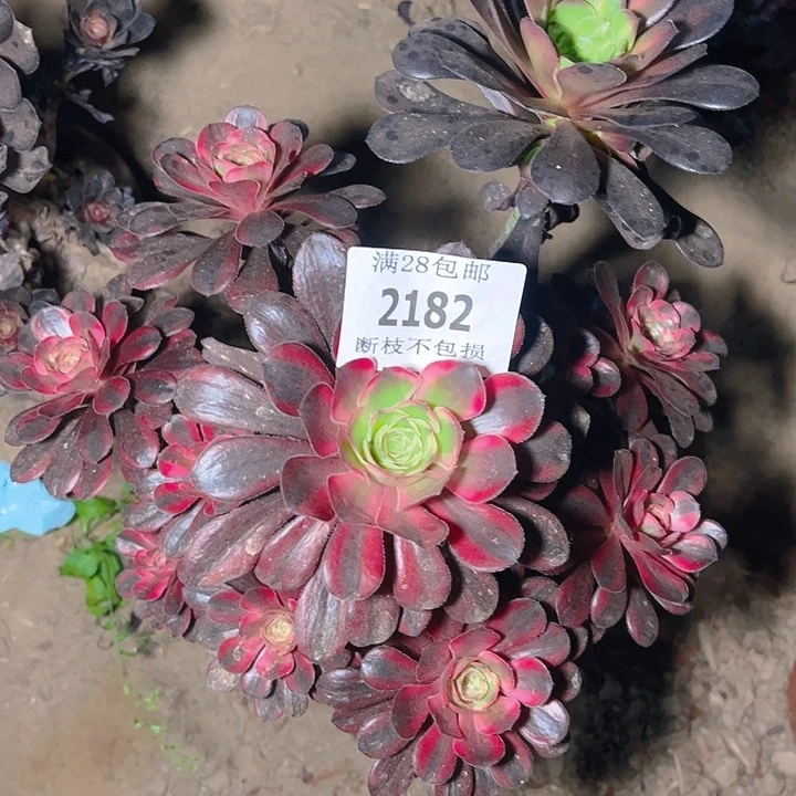 无花朵2182老桩香奈儿多肉植物2号