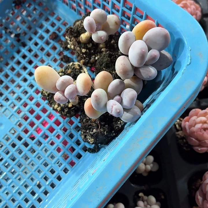 晚*g h z g y s t y r er 264