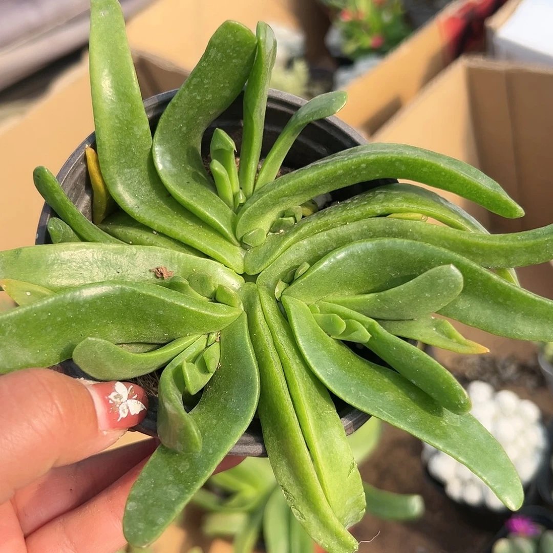多肉植物佛手托金