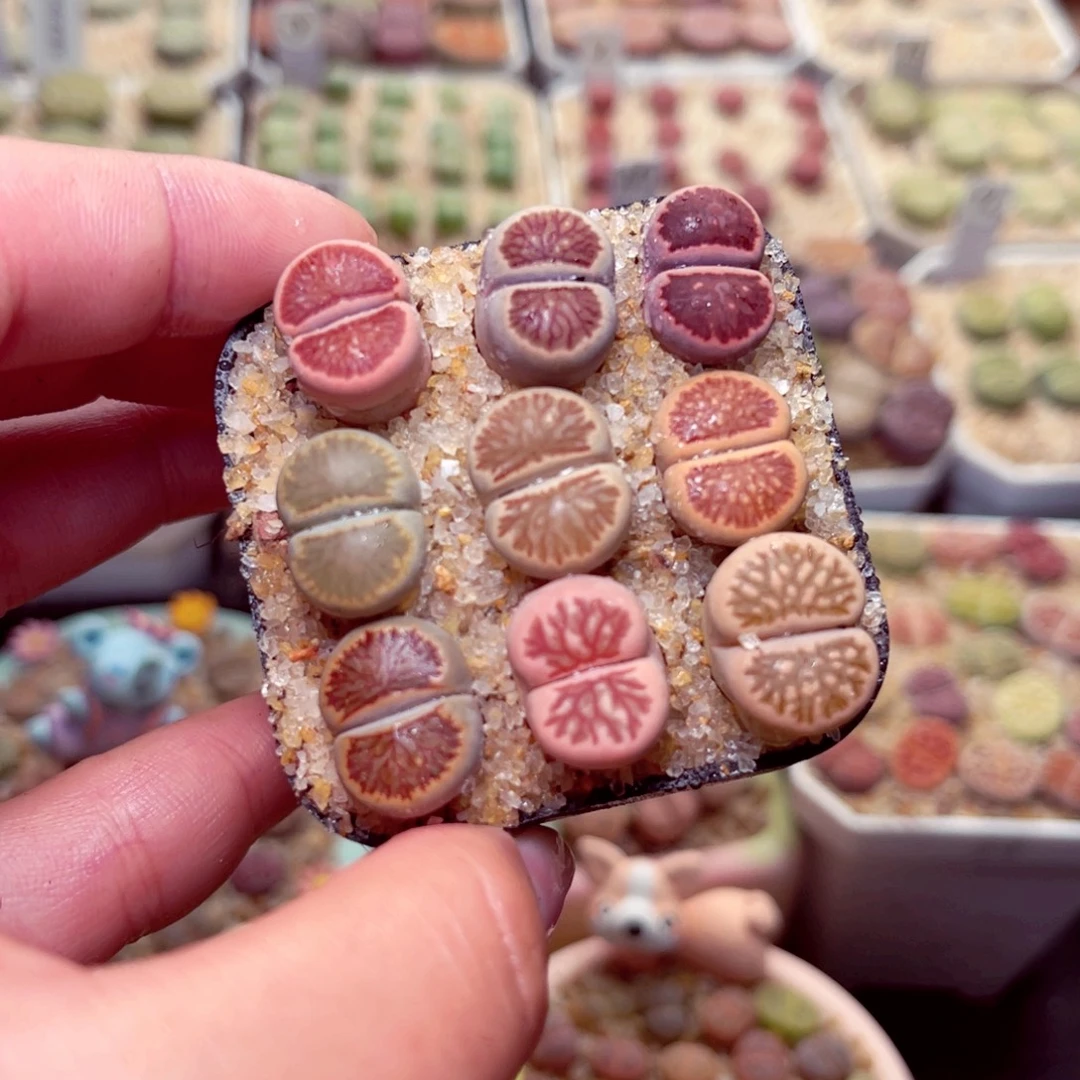 343号带盆包邮发货