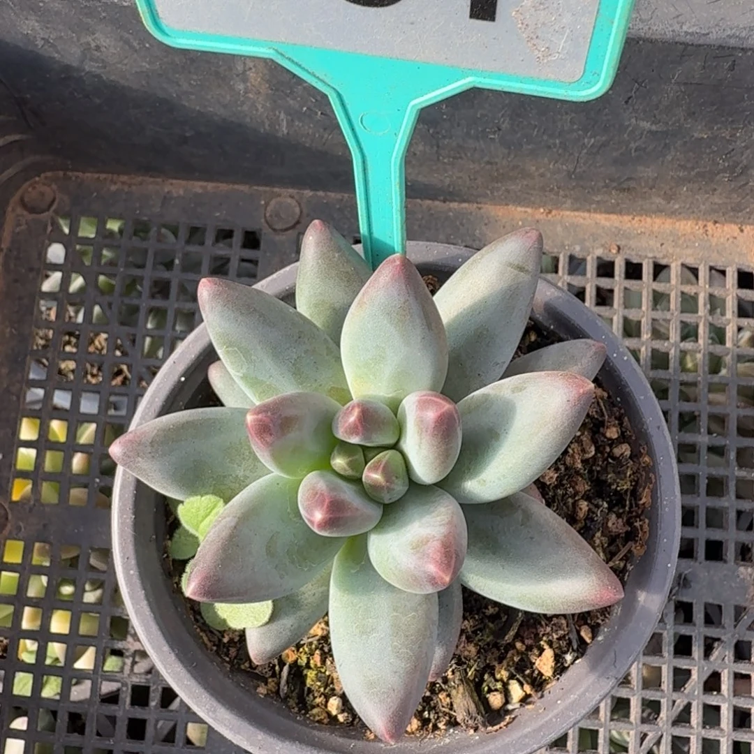 紫霞仙子一物一拍351