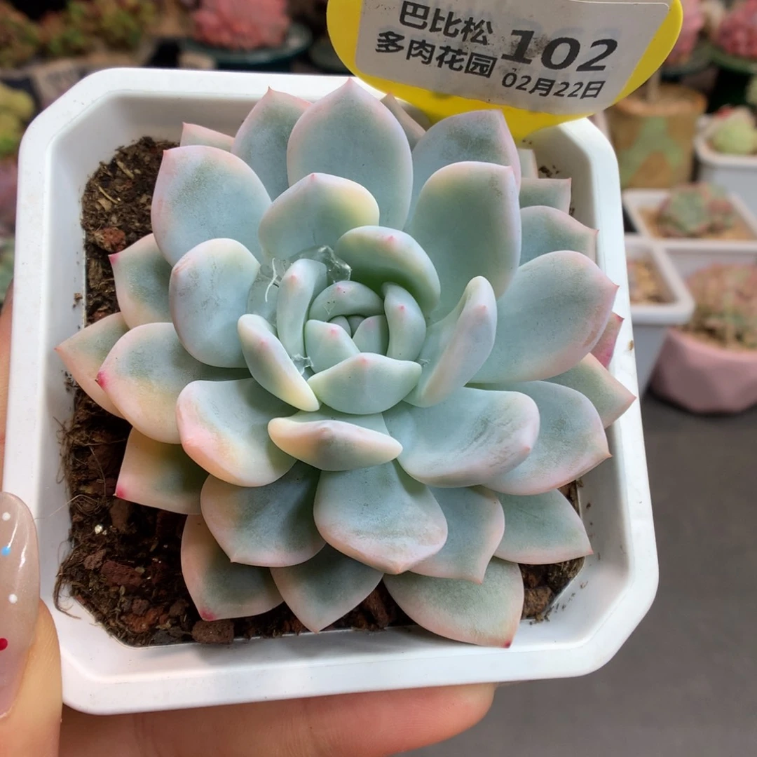 102梦露锦多肉植物