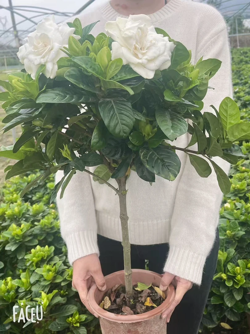 【230盆】独杆棒棒糖浓香型栀子花盆栽水培室内花卉观花开花