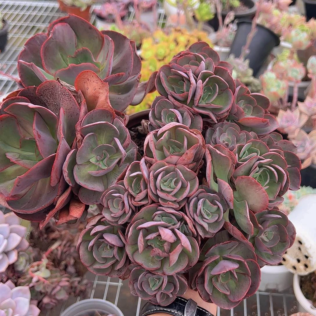 秀妍玫瑰多头大盆群超级大