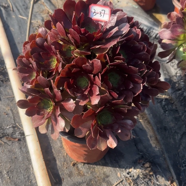 3-37赤焰莲多肉不包售后