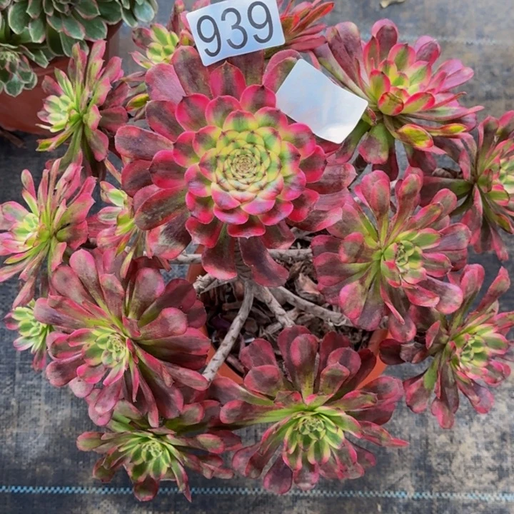 00000000000939维纳斯