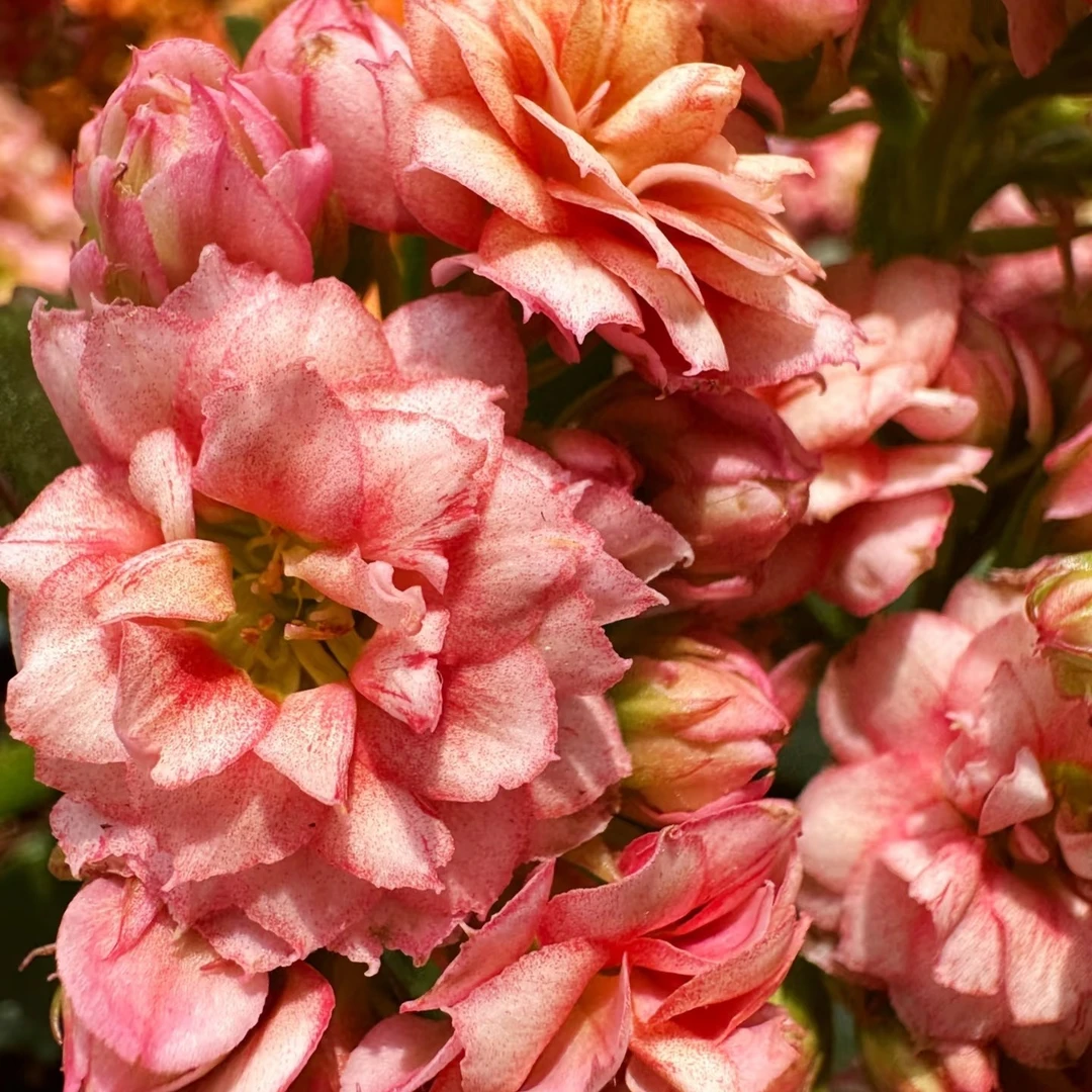 （油画130盆）基地直发一代长寿  稀有大花品种  室内懒人花