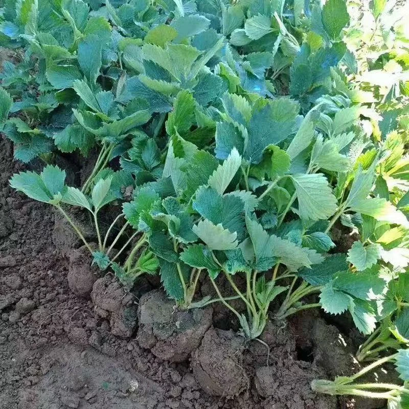 草莓苗四季奶油草莓耐寒带叶阳台食用当年结果盆栽地栽南北方种植