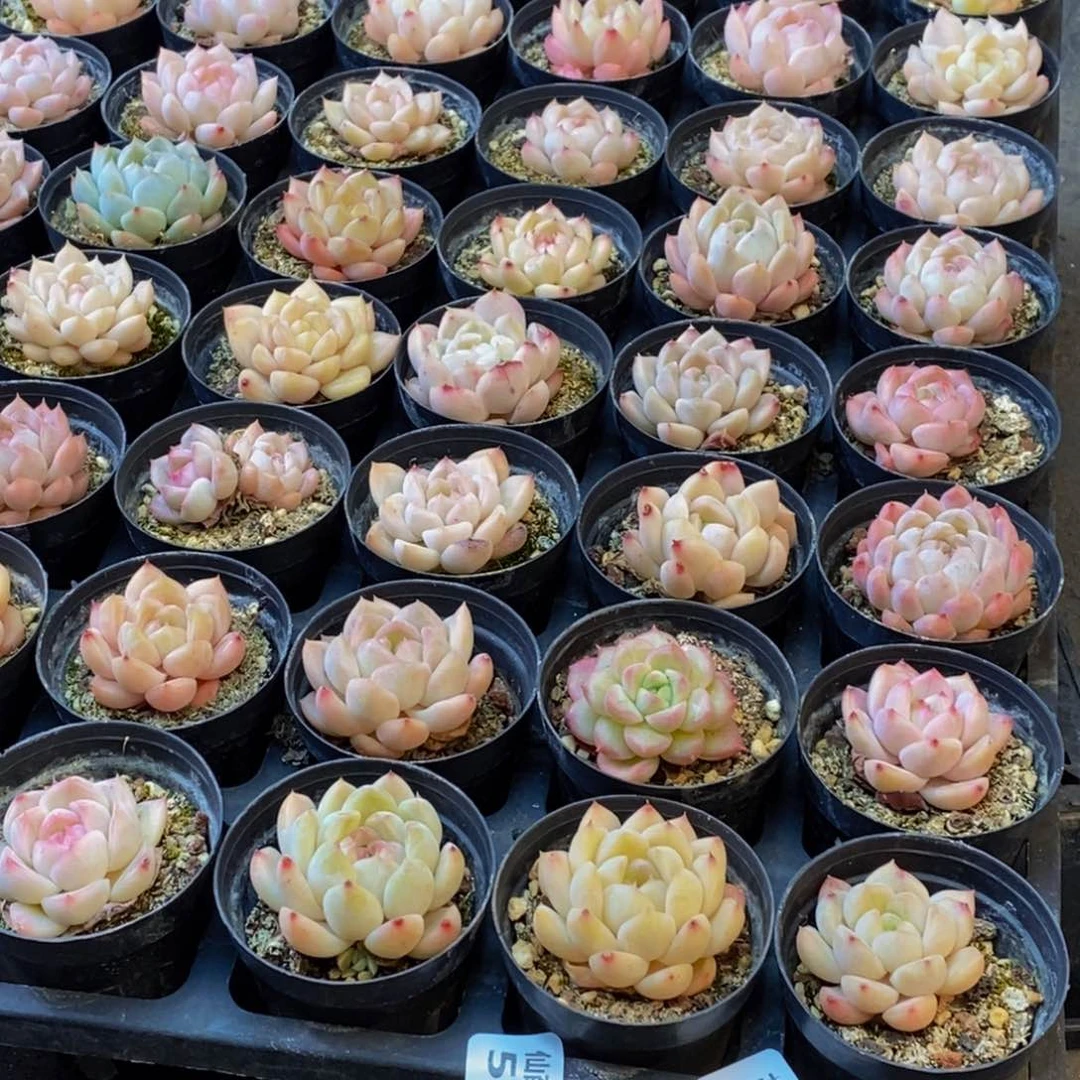 h****h548多肉植物保护研究所所长助理