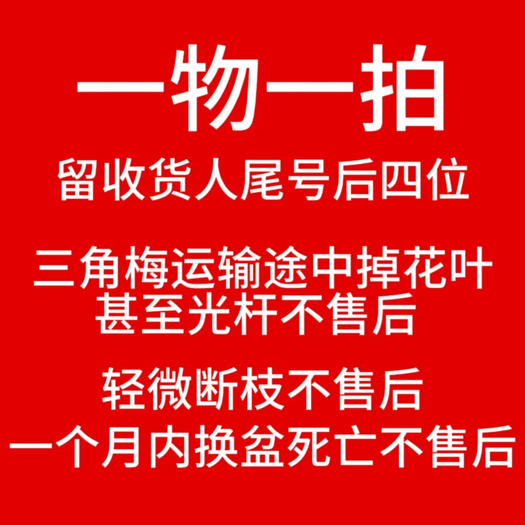 三角梅【一物一拍】扣尾号后四位（收到落花掉叶，光杆属正常不售后 ）