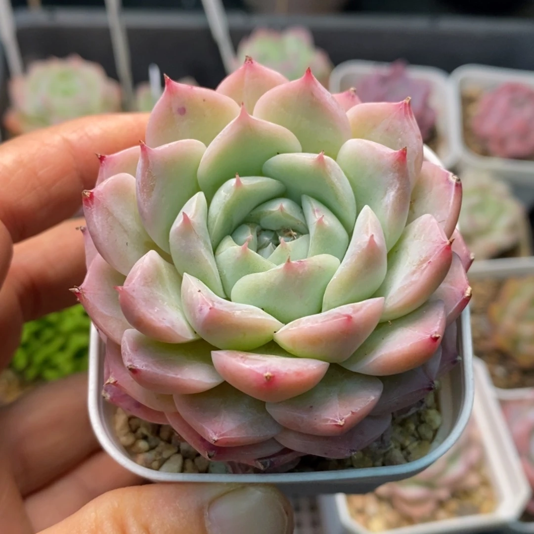 精品多肉一物一拍不包整144