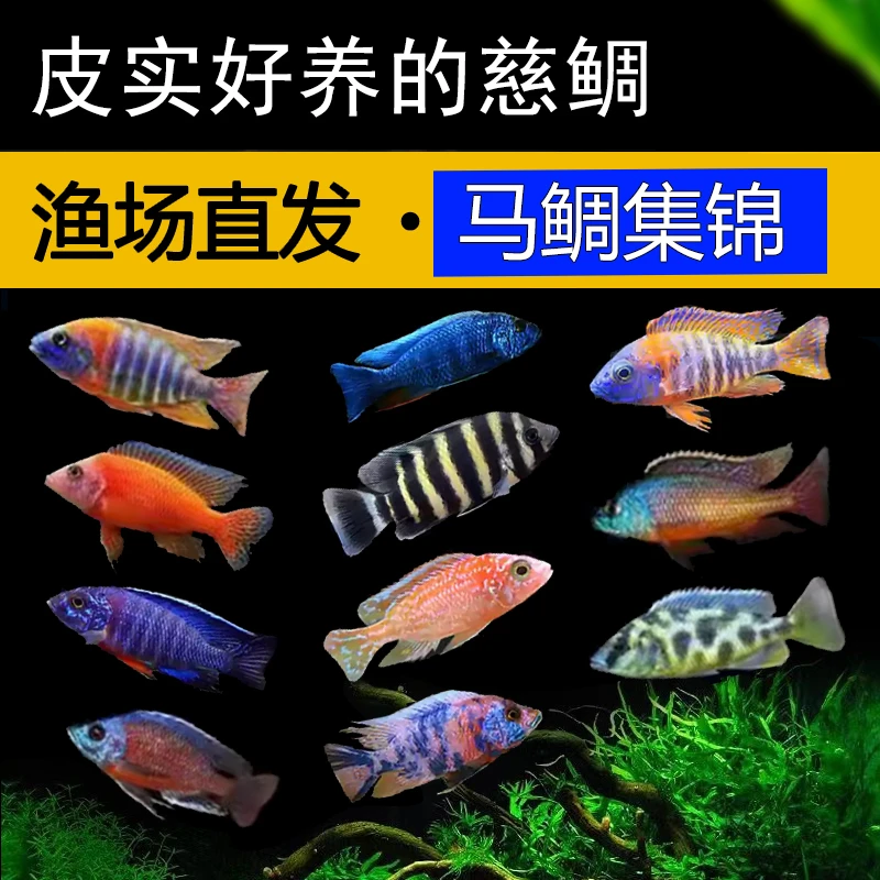 马鲷三湖慈鲷鱼OB孔雀血艳红活体中小型耐养热带观赏鱼坦鲷淡水鱼
