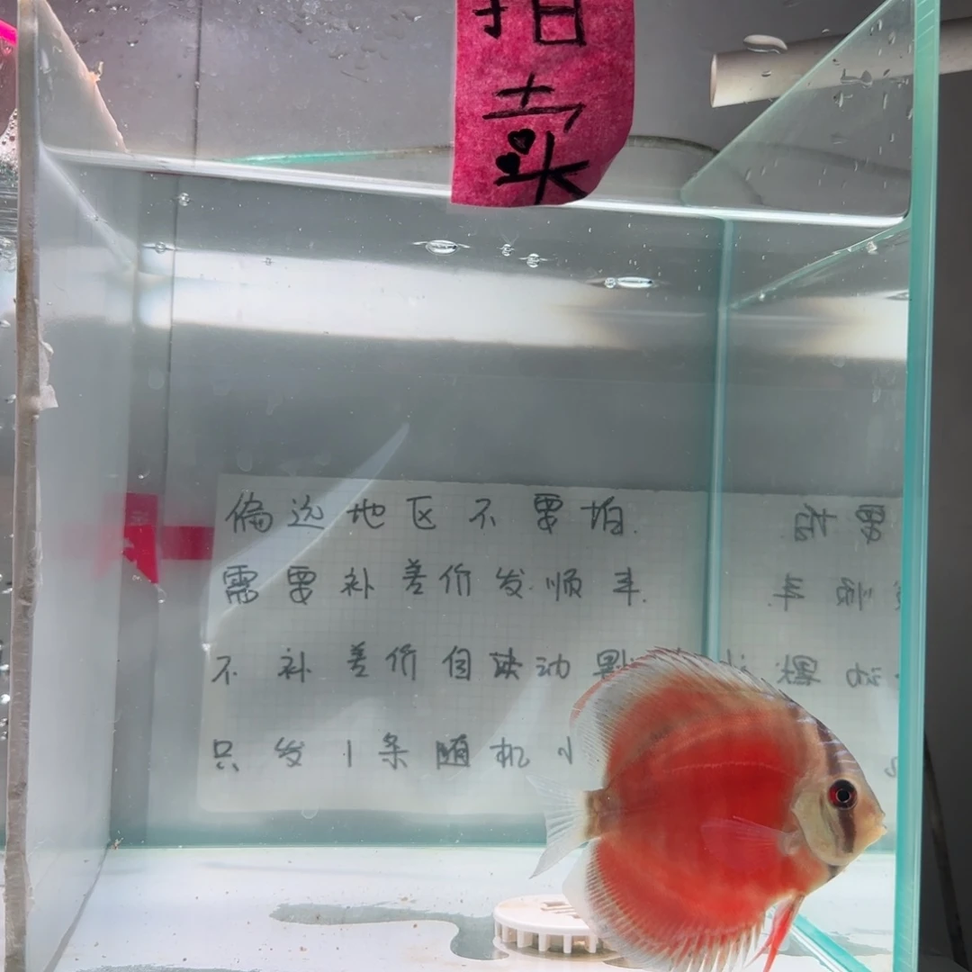 七彩神仙鱼肉身8左右，偏远地区不拍