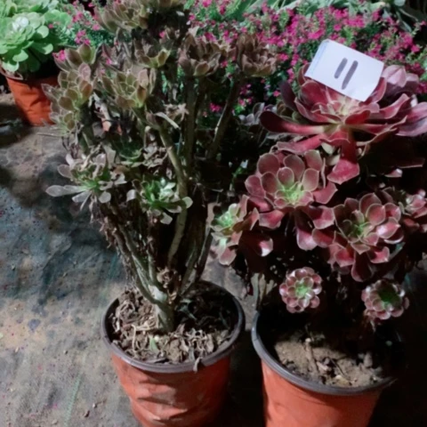 猫***猫花纳灰法师多肉植物11号