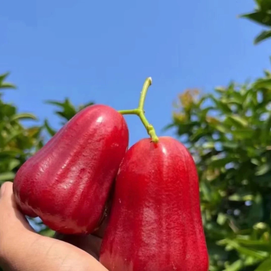 【果然好】正宗海南黑金刚莲雾新鲜水果汁水多新鲜应季水果包邮