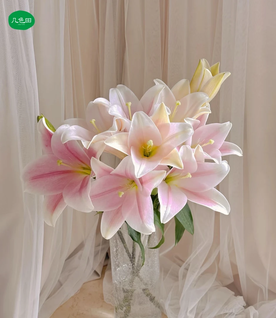 单头粉铁炮（10枝）----单瓣百合云南直发鲜花云南花插花鲜花