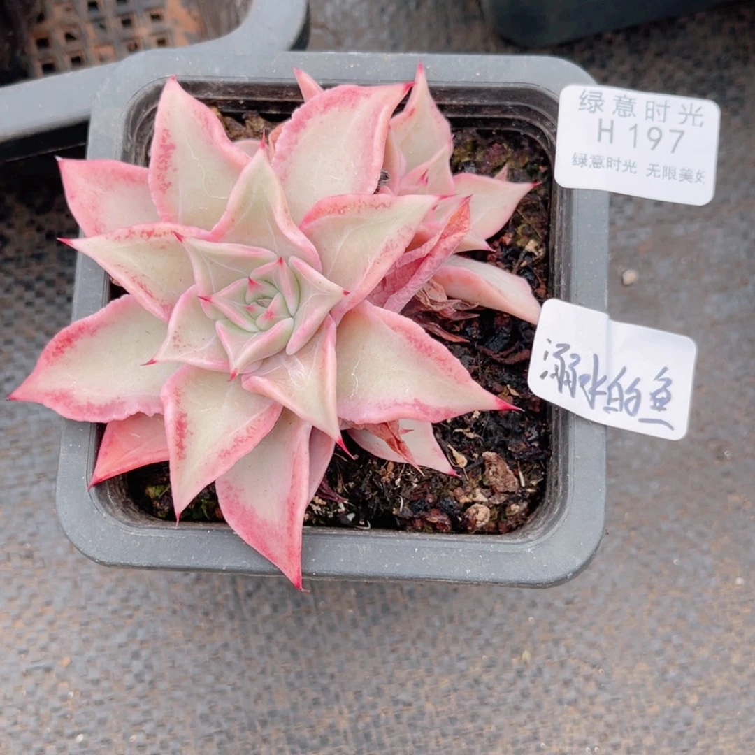 溺****197 粉饺子皮 带陶瓷盆发货 满28包邮