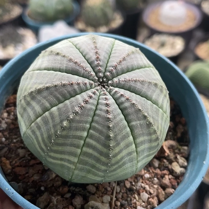 布纹球实生仙人球