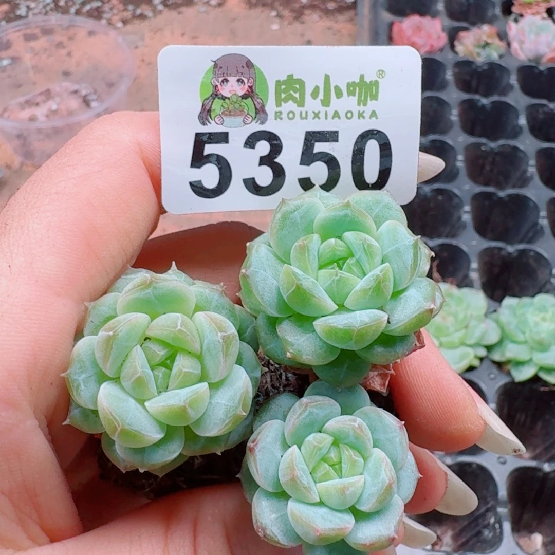 多肉植物多肉植物