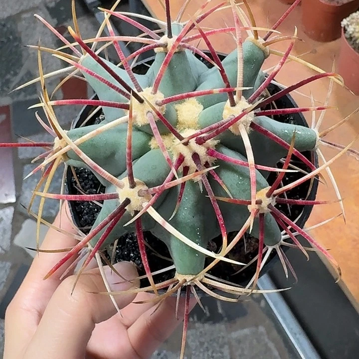 江守玉仙人球123