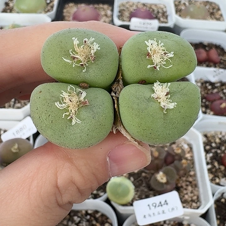 老马生石花空卡佛1931