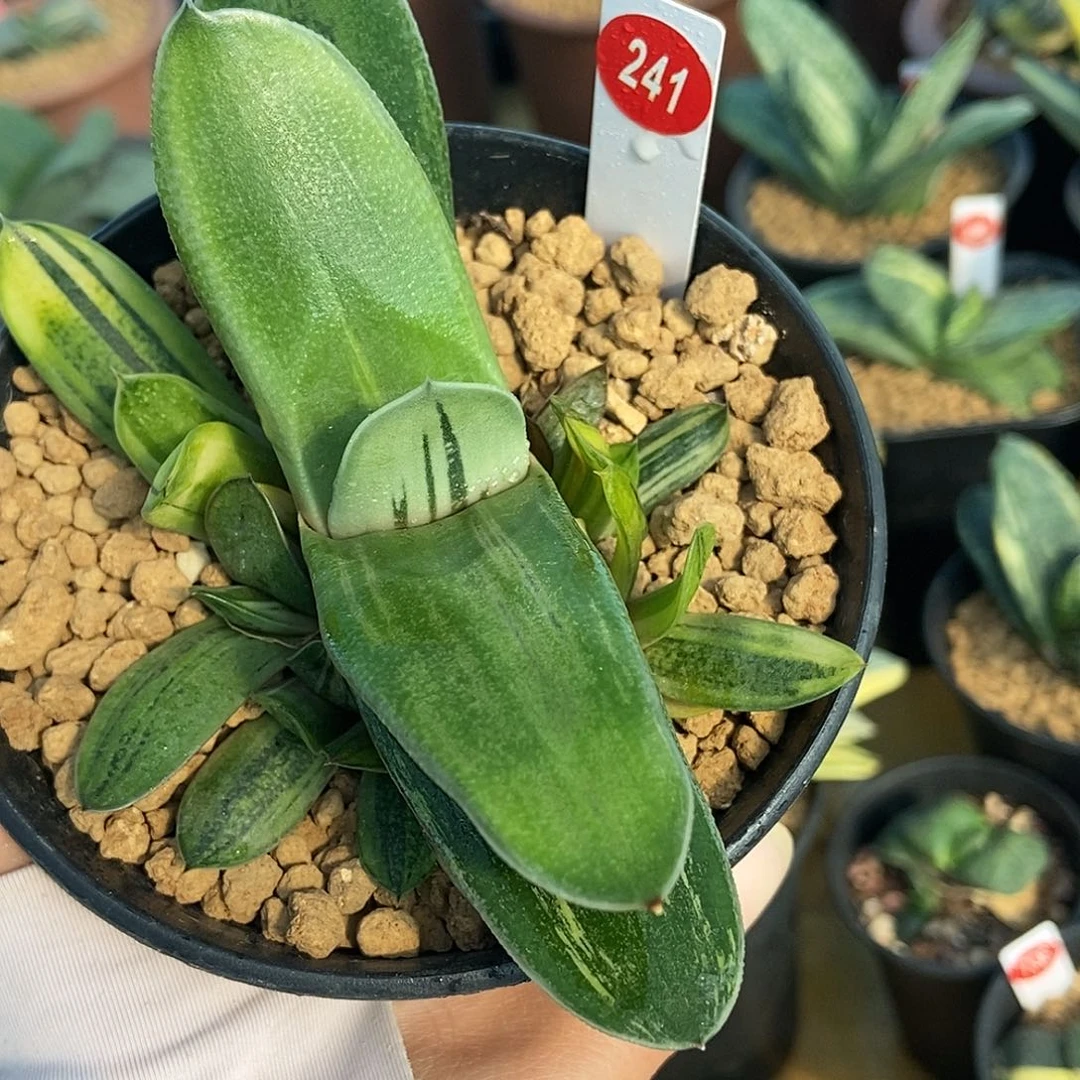 241卧牛实生锦带8个侧牙带盆发货